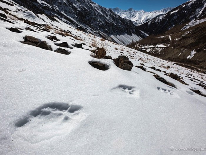Snow Leopard Trail